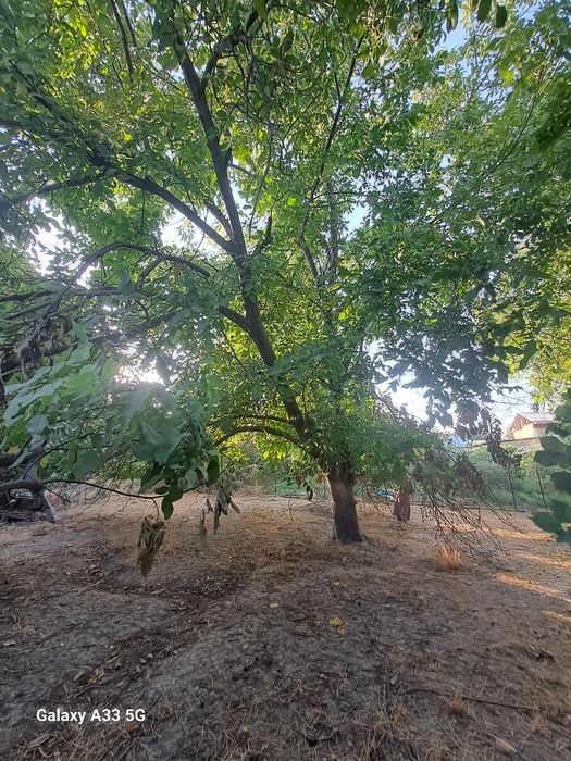 Yongoq daraxt sotiladi