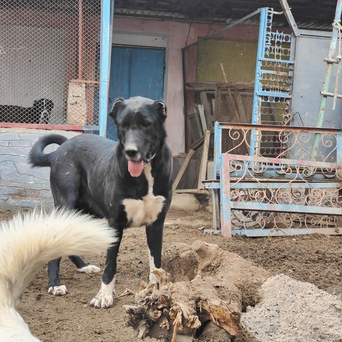 Срочно сатылады ургашы