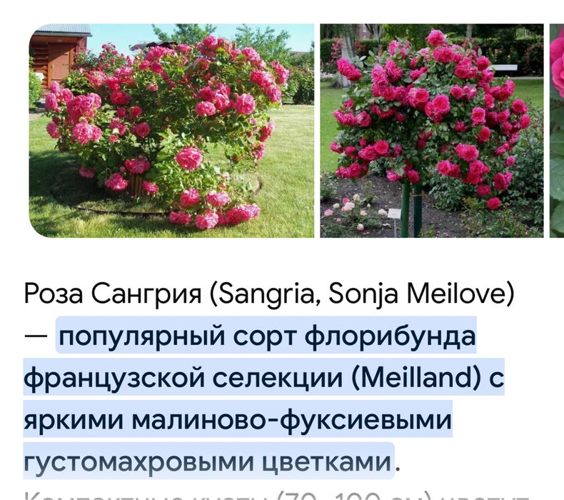 Продам саженцы роз