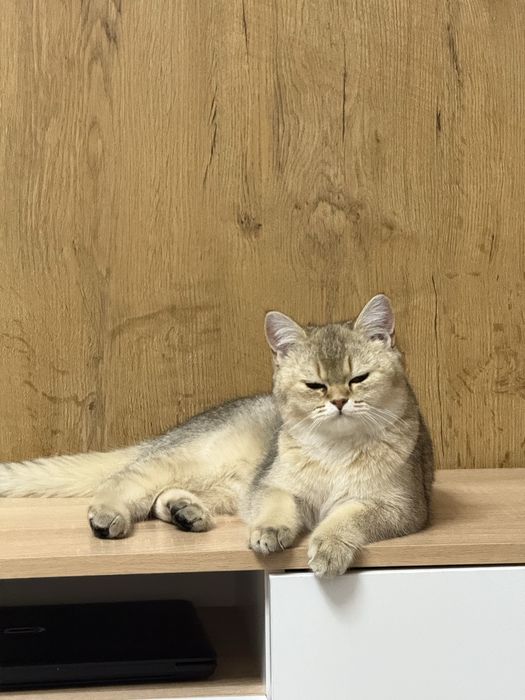 шиншиллы (мальчик, 4 месяца, документы)