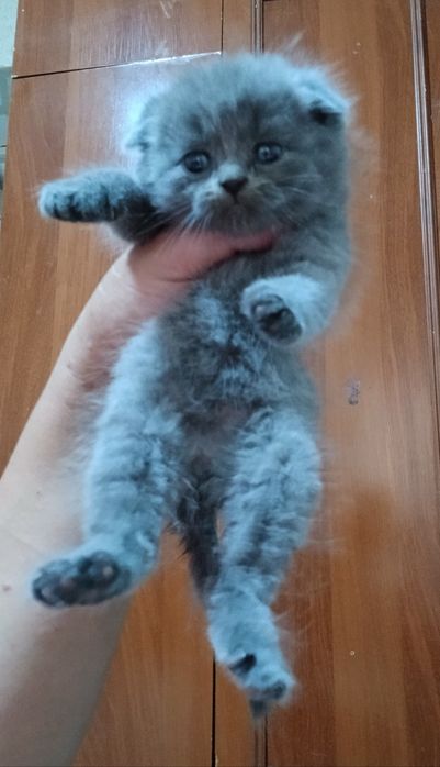 Продам котят породистые красивые