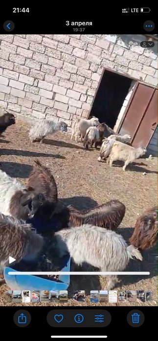 Шыбыштар сатылады