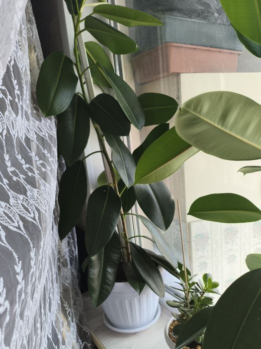 Продам фикус каучуконосный