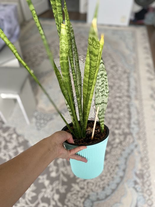 Үй гүлдері сатылады