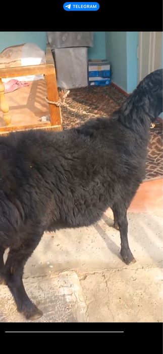 Quzi quchqor sotiladi hali bara yosh