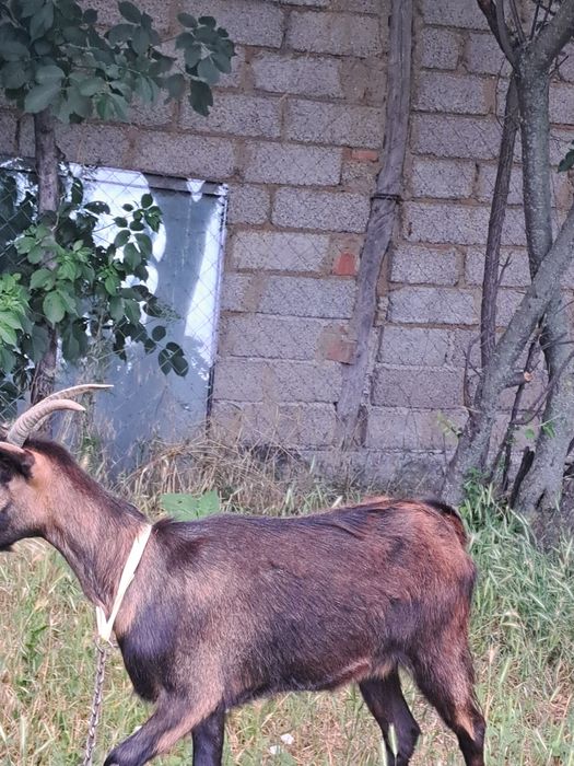 Vad iada de un an+ capra de raaa batrana de traiere nu mai este marluta de 2ani si numai da lapte