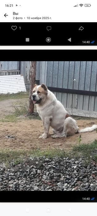 САО кобель вязка