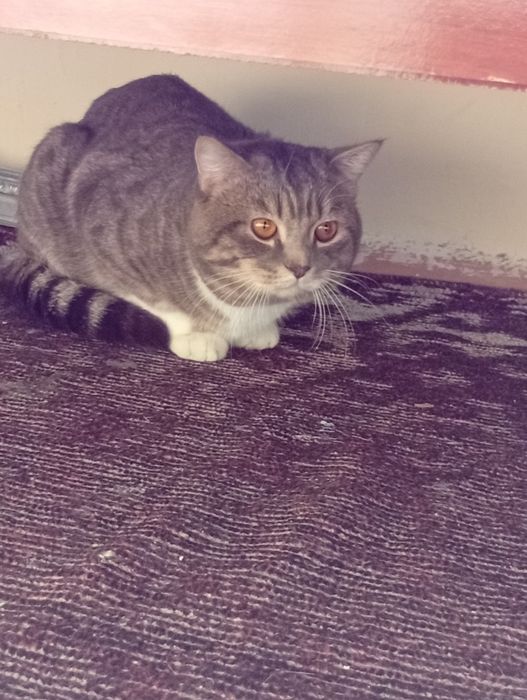 Asal mushukchamiz aqilli latokgaqiladi axlatini emlangan