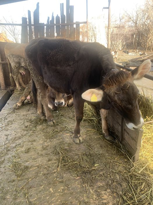 Продам телку порода алатау