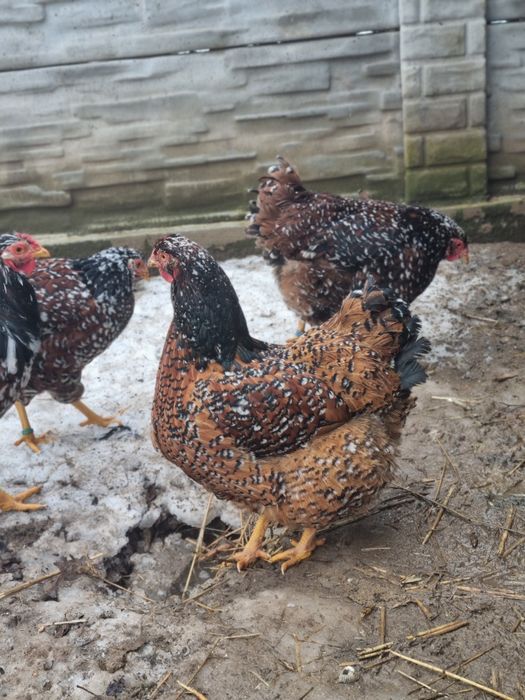 40 oua Wyandotte disponibile