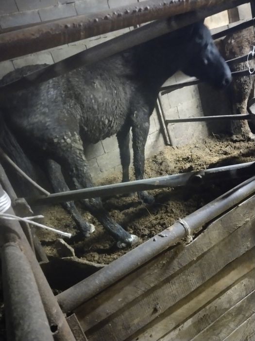 Продам байтал, жирный