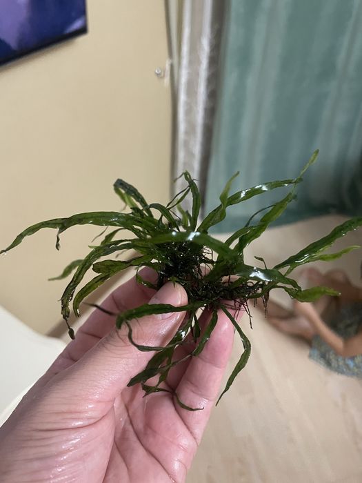 Продаю Аквариумное растение