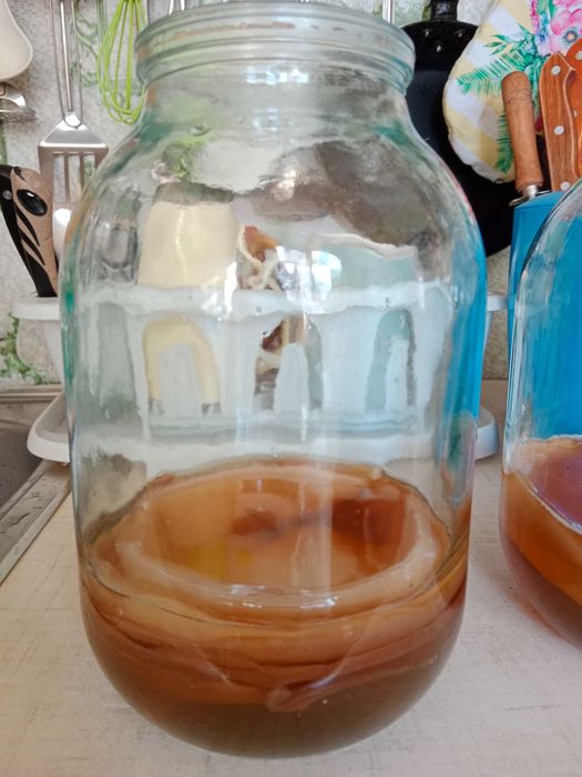 Продам Чайный гриб