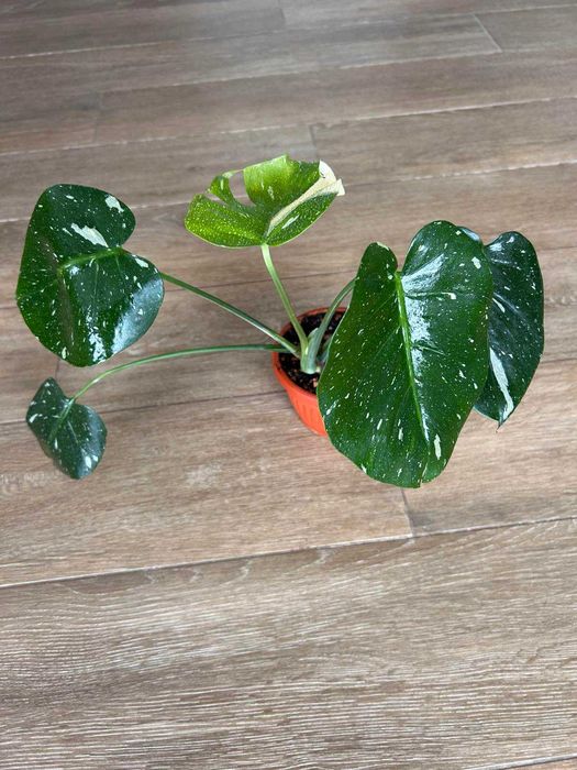 Monstera thai constellation