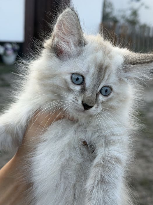 Ищем любящий дом для котенка