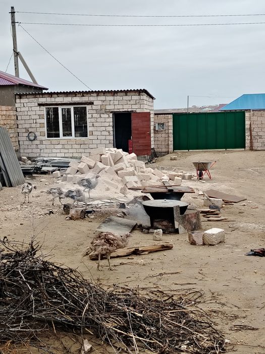 Мал шаруашылыкка  сатылады