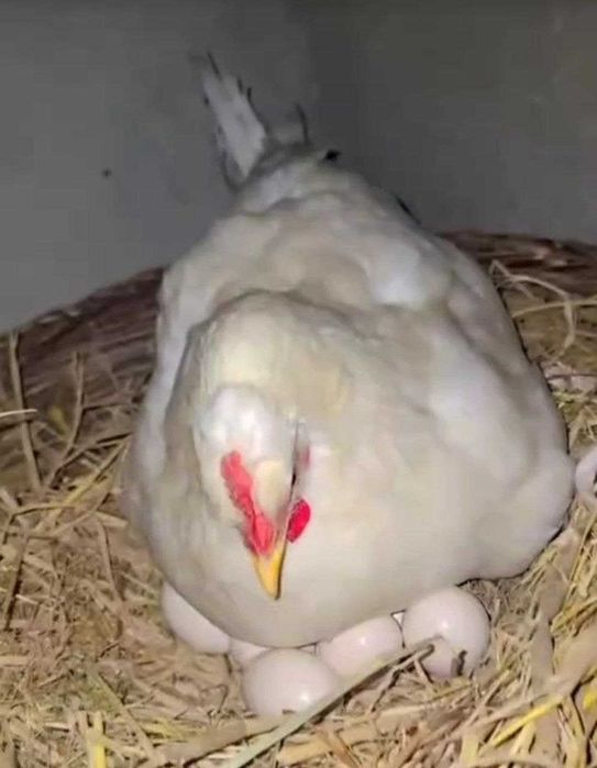 курк товук сотилади