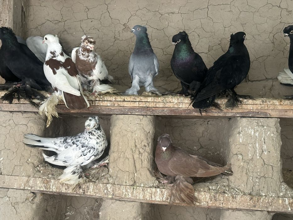 Кептер голубы птица