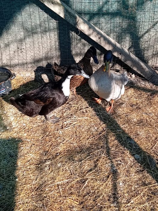 Vând familie de Brahma și familie de Rate