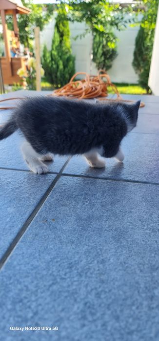 Pisicute de adoptat