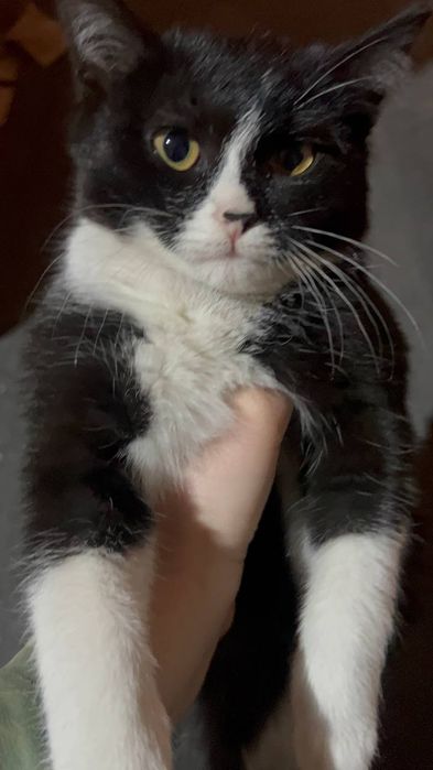 Мушук хадия килинади