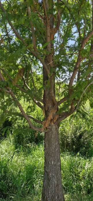 Метасеквойя — живая легенда