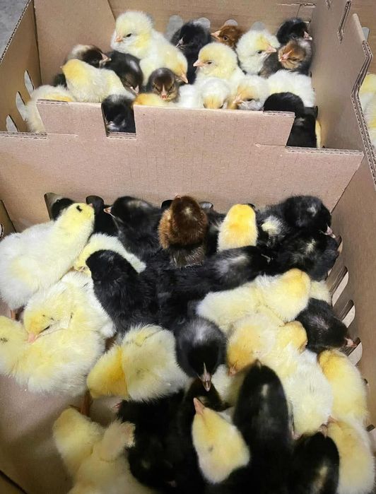 Puișori de o zi mixta/carne