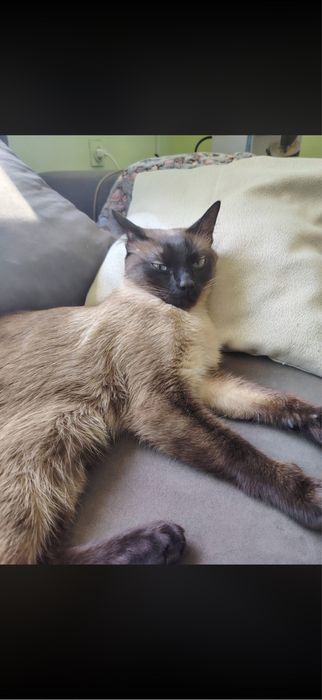 Сиамско Коте