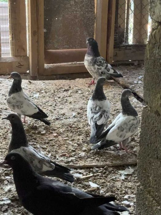 Молодёжь пакистан,иран