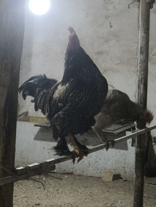 Хорозлар сотилади бор 4дона