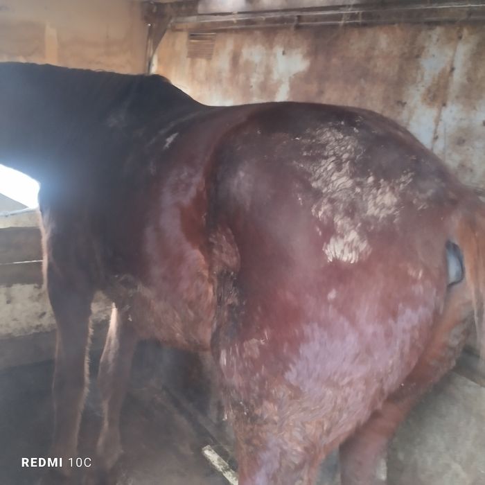 Жылкы сатылады согымга