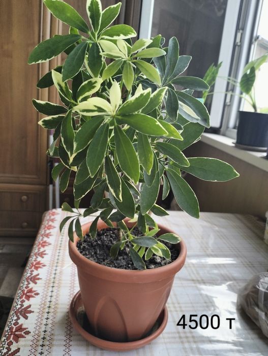 Комнатное растение Диффенбахия