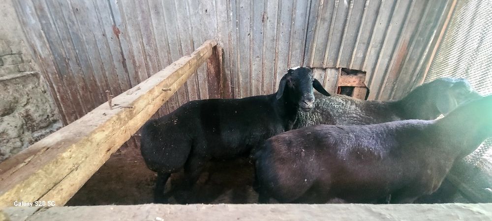Qo'ylar sotiladi qurbonlik uchun xayitgacha boqibxam beriladi