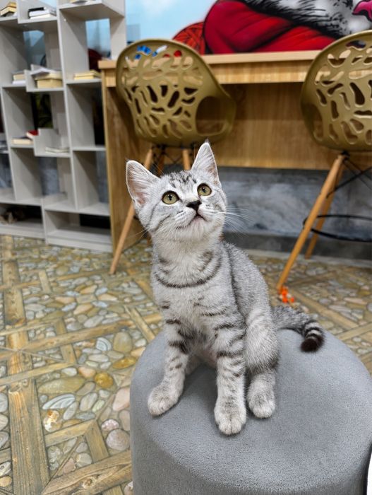Котята в самые лучшие семьи!