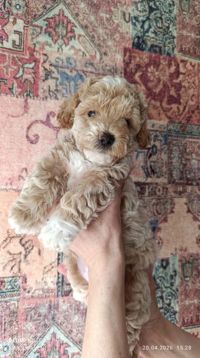 Продам щенков той - пуделя