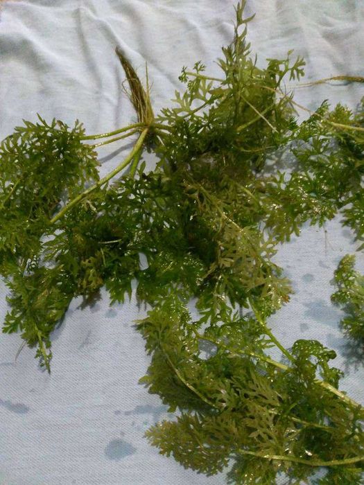 Растения за аквариум