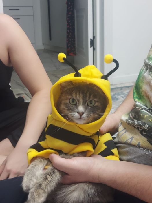 Костюм для кошки Размер ХL