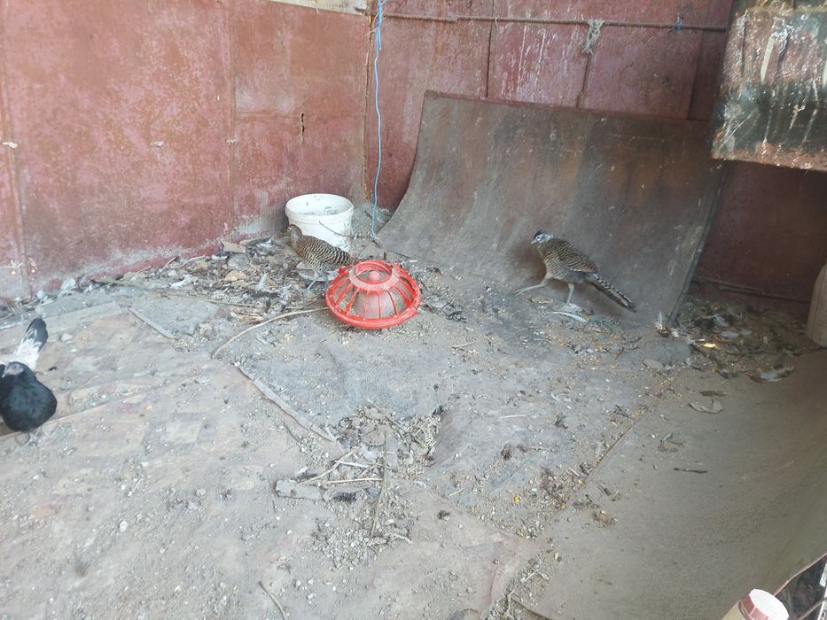 Алмазный молодой самец