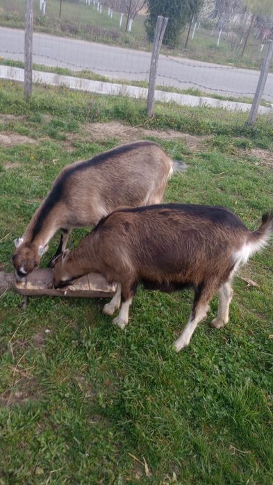 Capre de vânzare franceză Alpină și Inubian