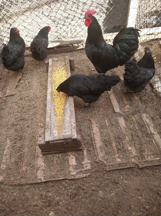 Vând găini și un cocoș Australorp
