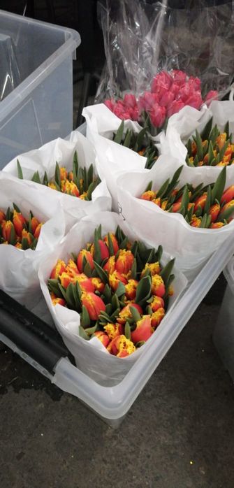 Тюльпаны оптом от 420