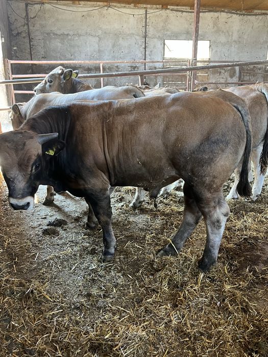 Vant tauri / vitei de carne  Aubrac