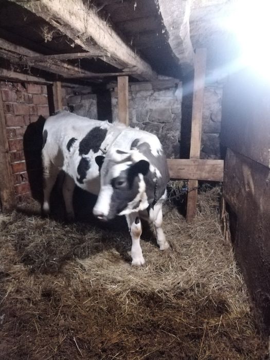 Юница на година и два месеца!