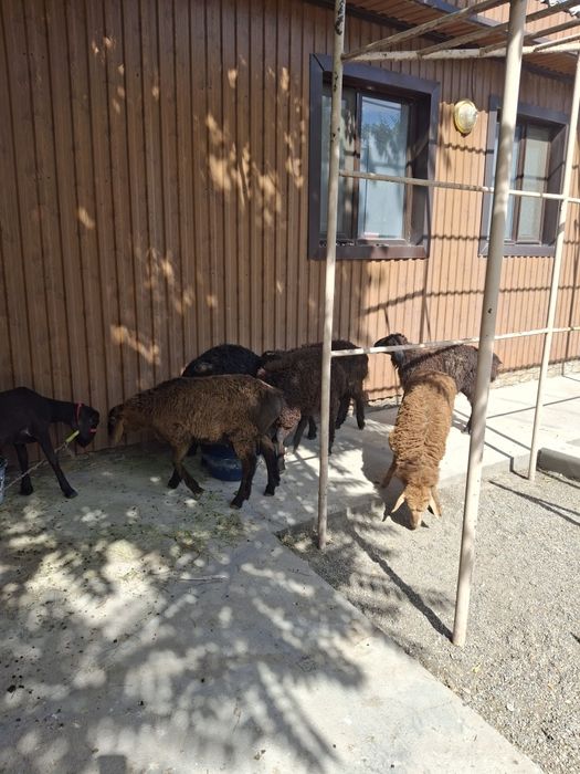 Еркек Тоқтылар  қурбандықа