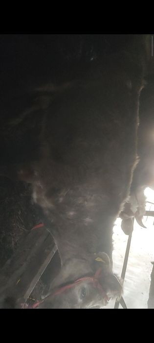 Бузаулы сиыр сатылады