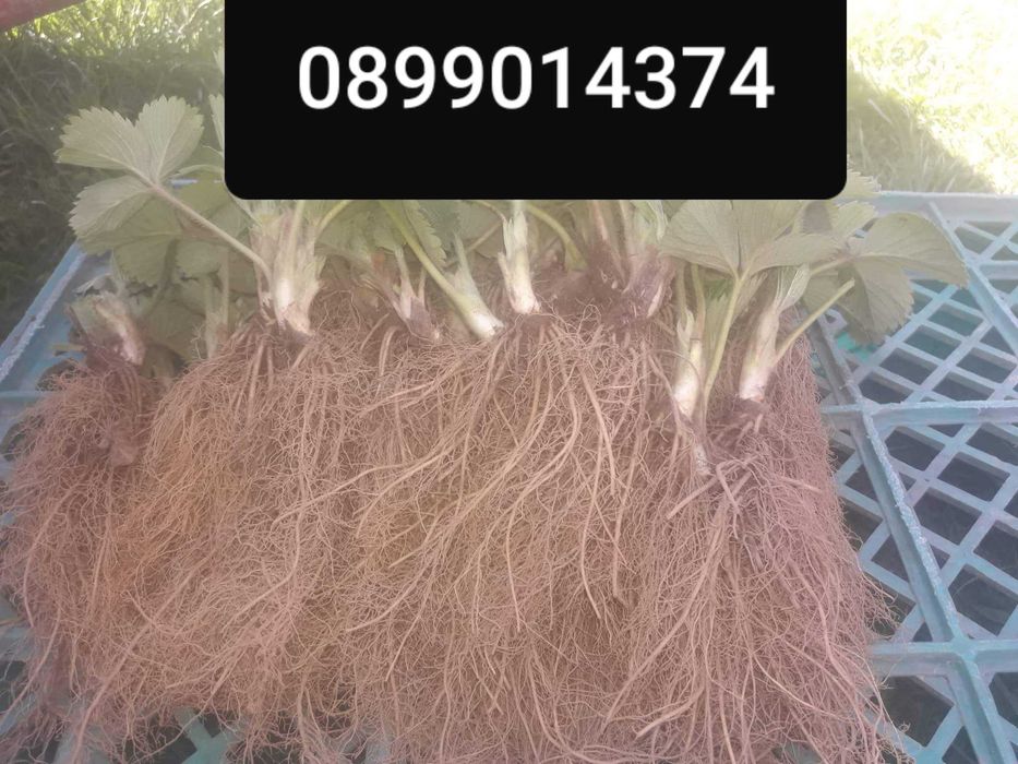 Расзад ягоди и малини от производител