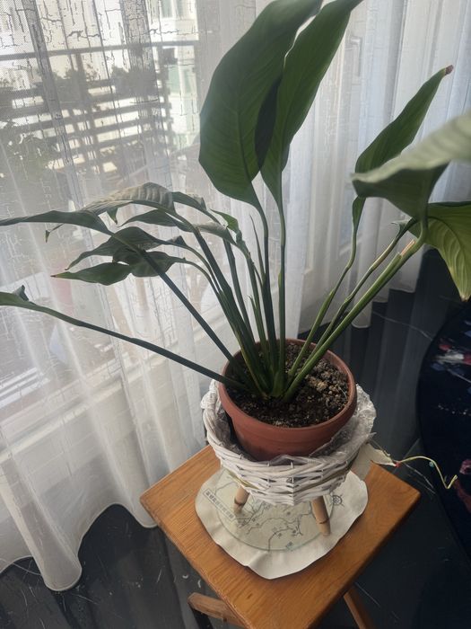 Цветя различни видове -4€-30€