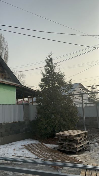 Туя хвойное дерево