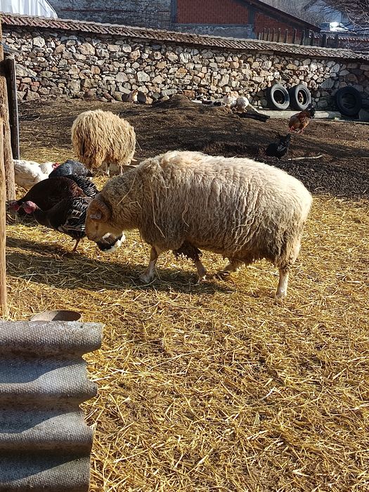 Млад и здрав коч