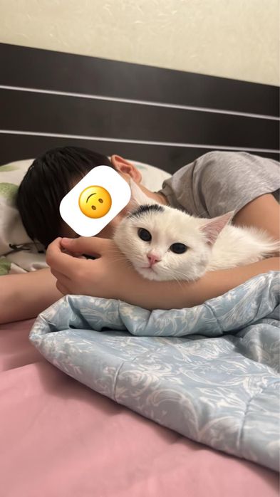 Отдам даром Метис котенка